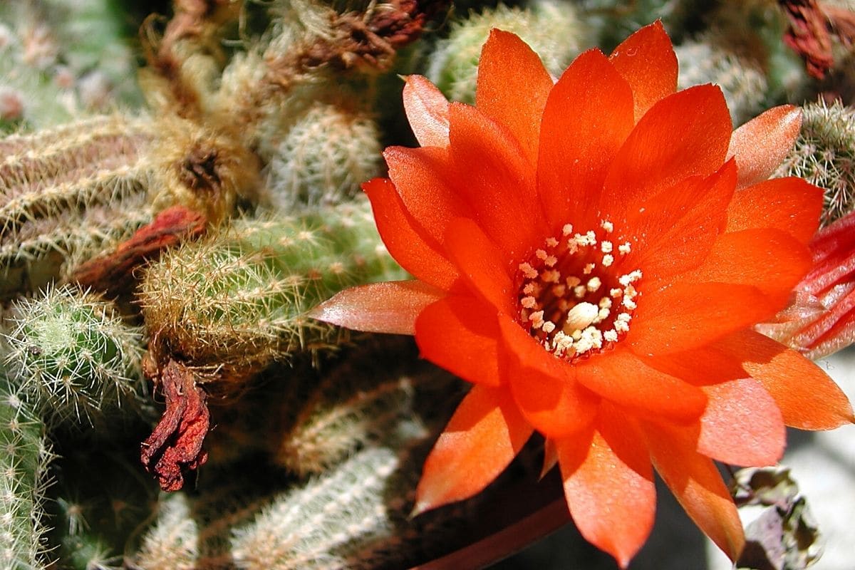 Sukkulenten-Arten - Echinopsis chamaecereus