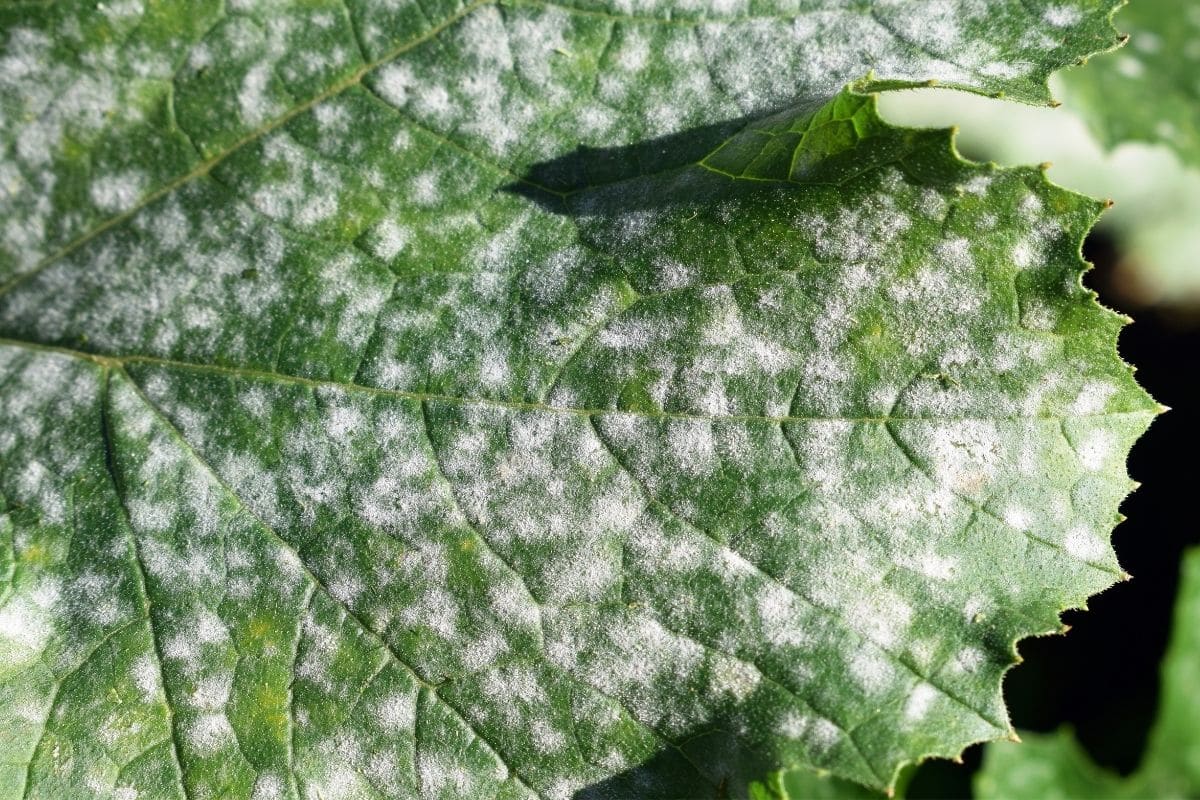 Echter Mehltau auf Zucchini-Blatt