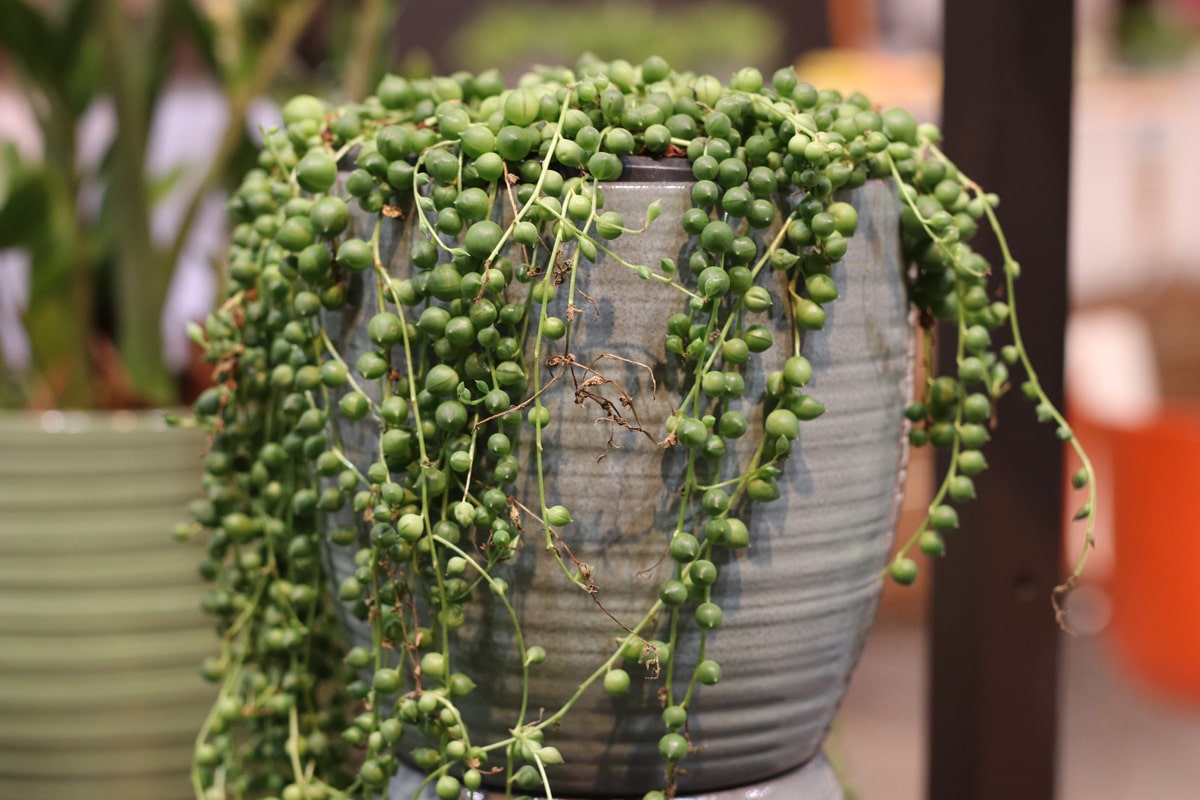 Erbsenpflanze - Senecio rowleyanus