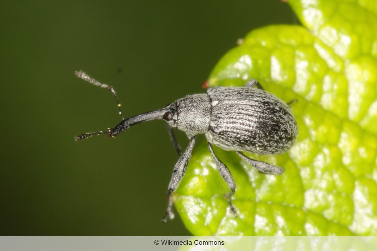 Erdbeerblütenstecher - Anthonomus rubi