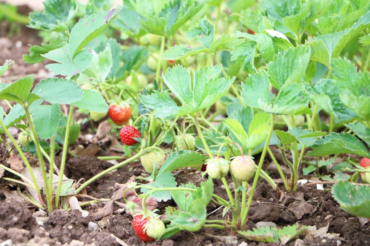 Erdbeeren - Fragaria