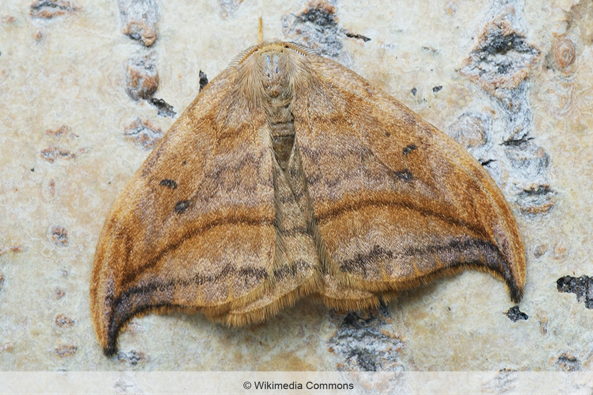 Erlen-Sicherflügler - Drepana Curvatula