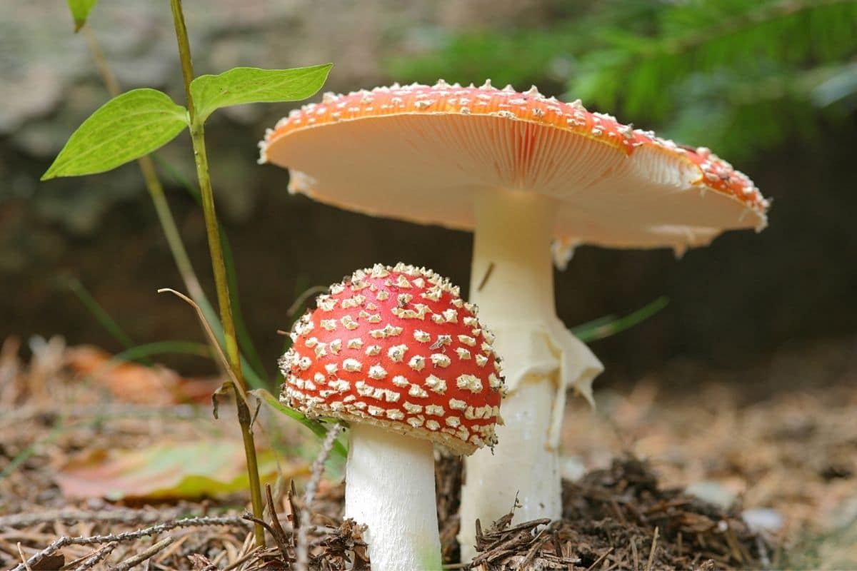 Fliegenpilz - Amanita muscaria