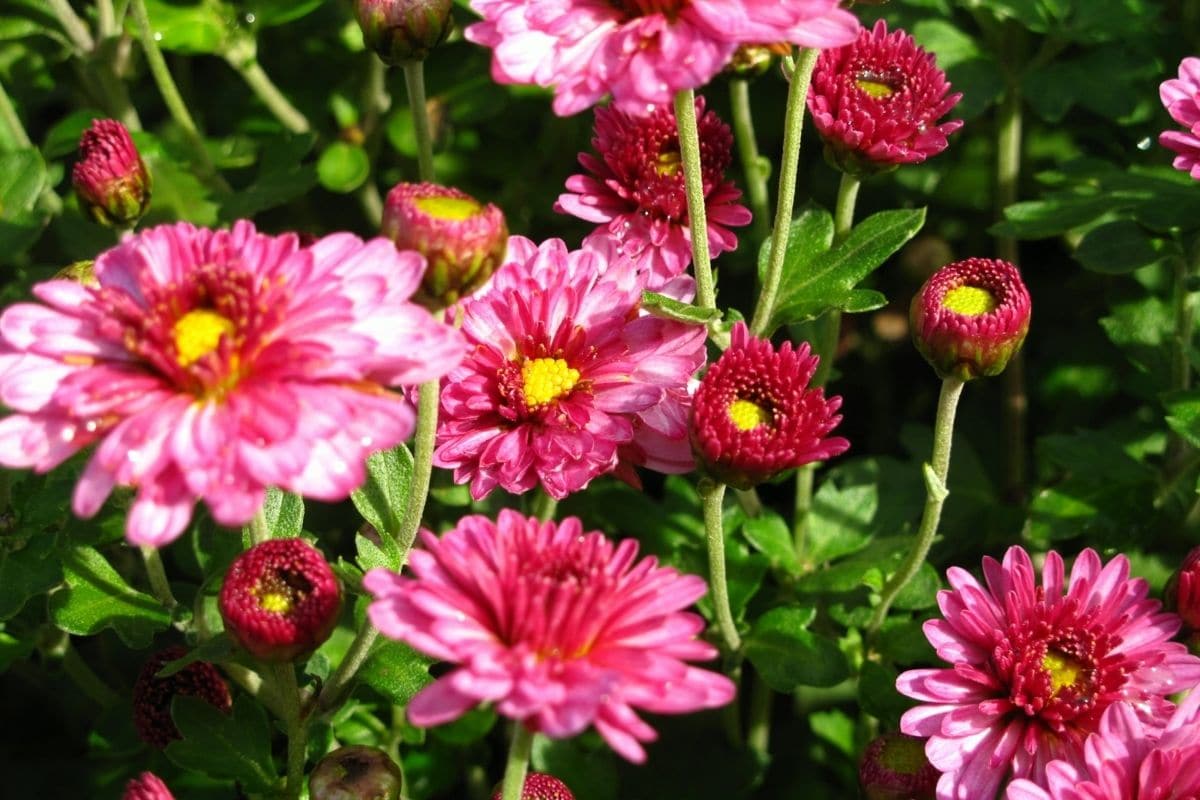 Blumenkästen im Herbst und Winter bepflanzen - Garten-Chrysantheme