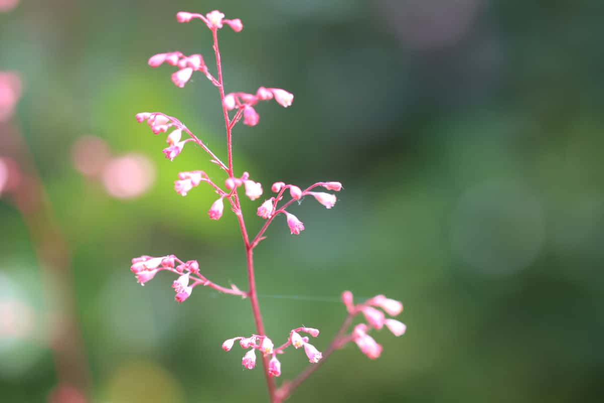 Garten-Purpurglöckchen - Heuchera x brizioides