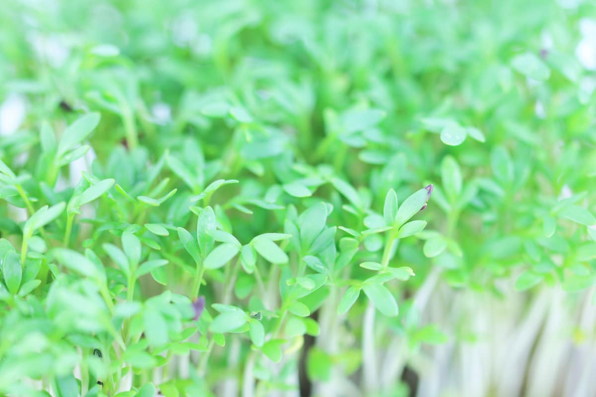 Gartenkresse - Lepidium sativum