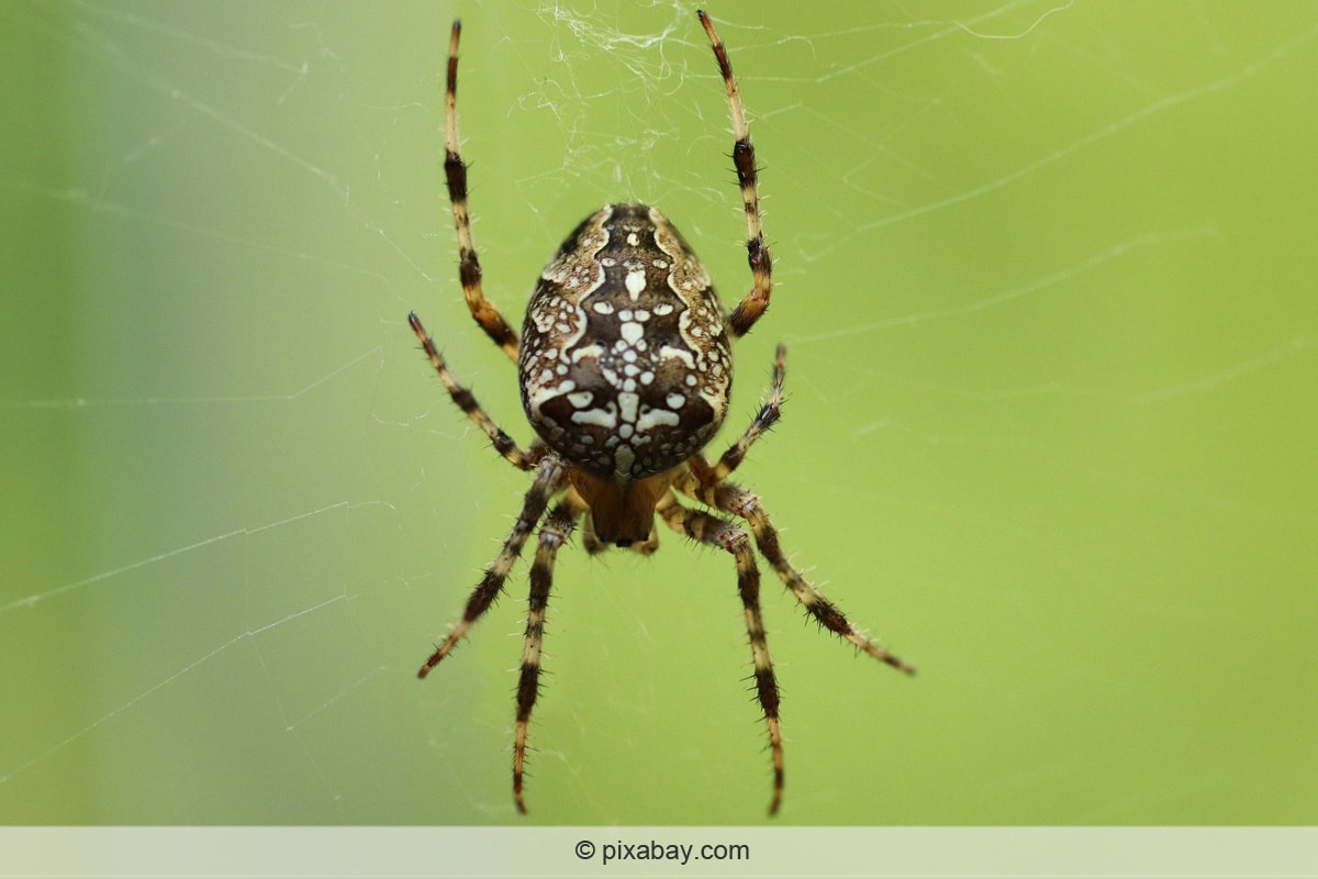 Gartenkreuzspinne - Araneus diadematus