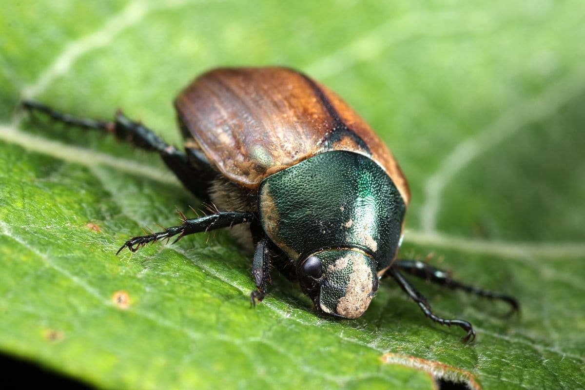 Gartenlaubkäfer - Phyllopertha horticola