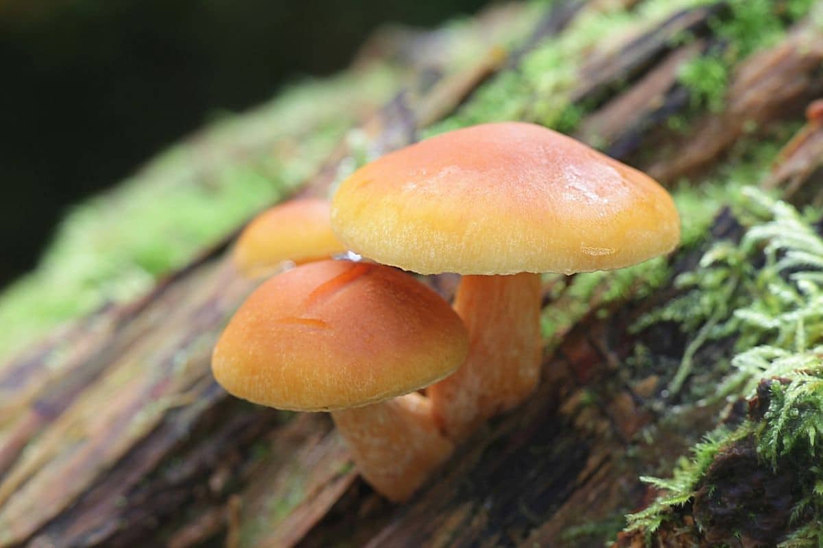 Geflecktblättriger Flämmling - Gymnopilus penetrans