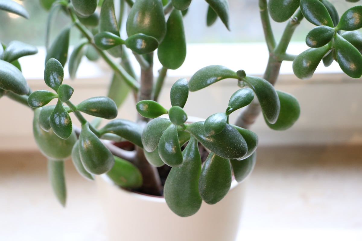 Geldbaum - Crassula ovata