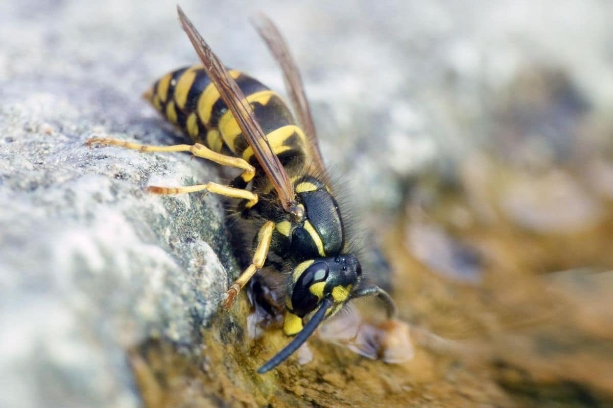 Gemeine Wespe - Vespula vulgaris