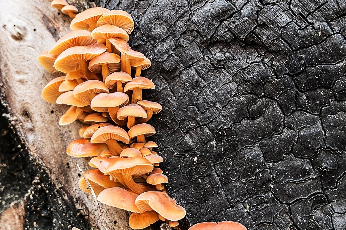 Gemeiner Samtfußrübling - Flammulina velutipes