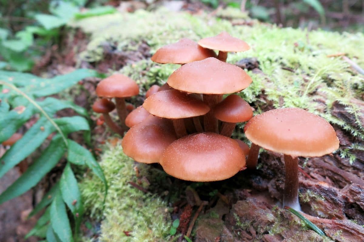 Ungenießbare Stammpilze - Glattstieliges Stockschwämmchen