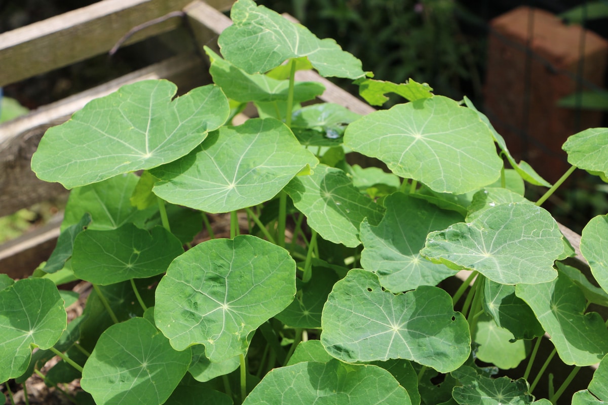 Große Kapuzinerkresse - Tropaeolum majus