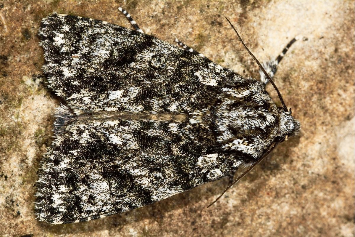 Großkopf-Rindeneule - Acronicta megacephala