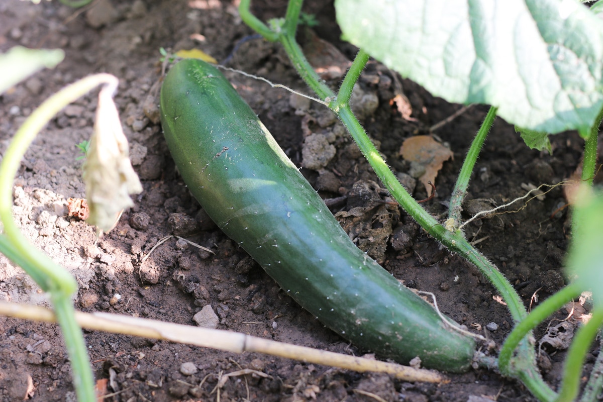 Gurke - Cucumis sativus