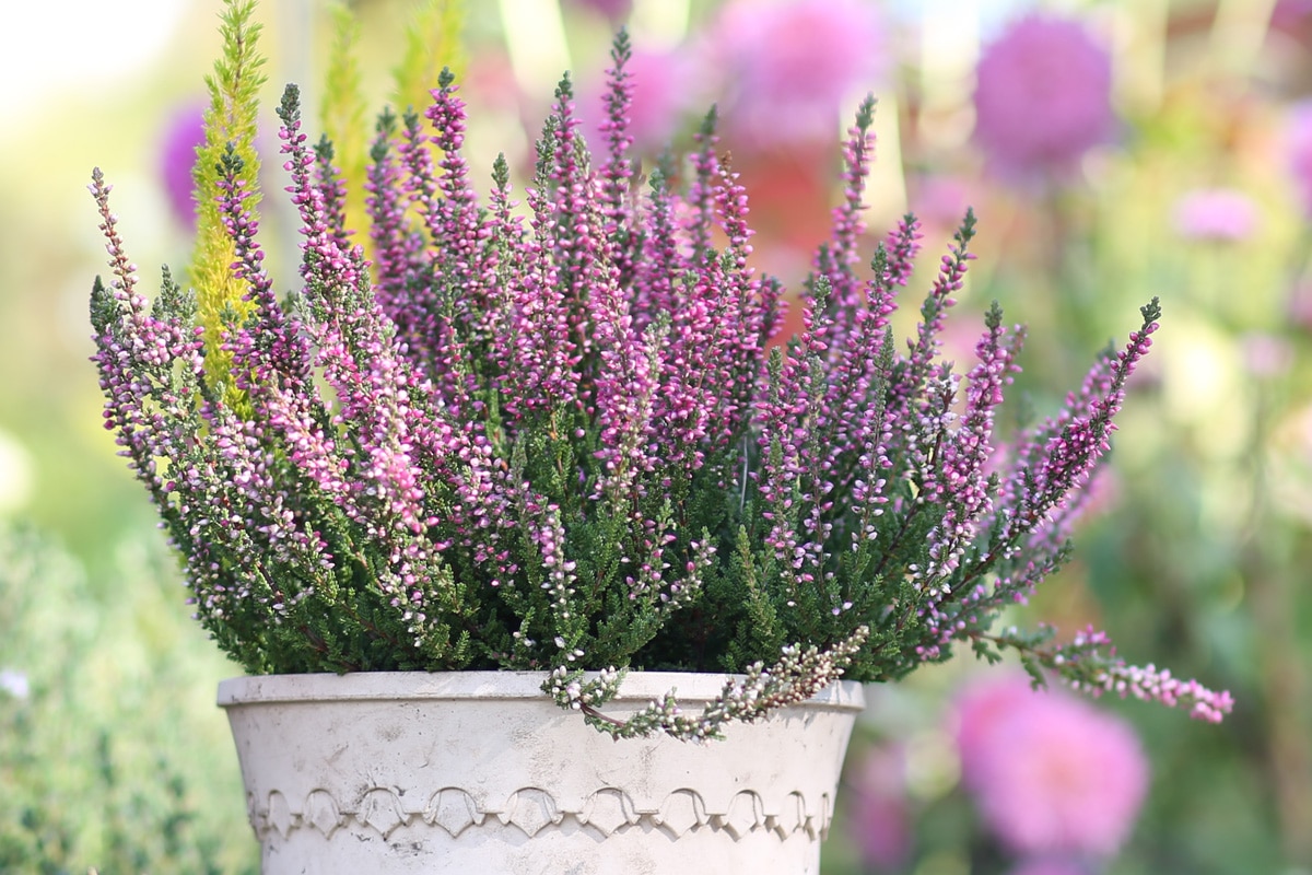 Balkonblumen für Herbst und Winter - Heidekraut