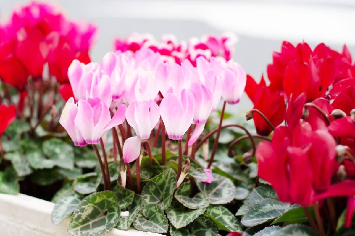 Blumenkästen im Herbst und Winter bepflanzen - Herbst-Alpenveilchen