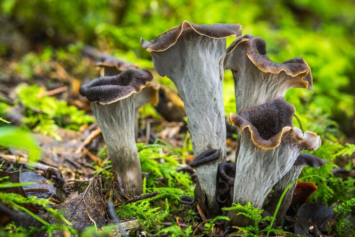 Pilze Im Garten Erkennen Essbare Und Ungenie bare Gartenrat de Pilze Im Garten Erkennen Essbare Und Ungenie bare Gartenrat de