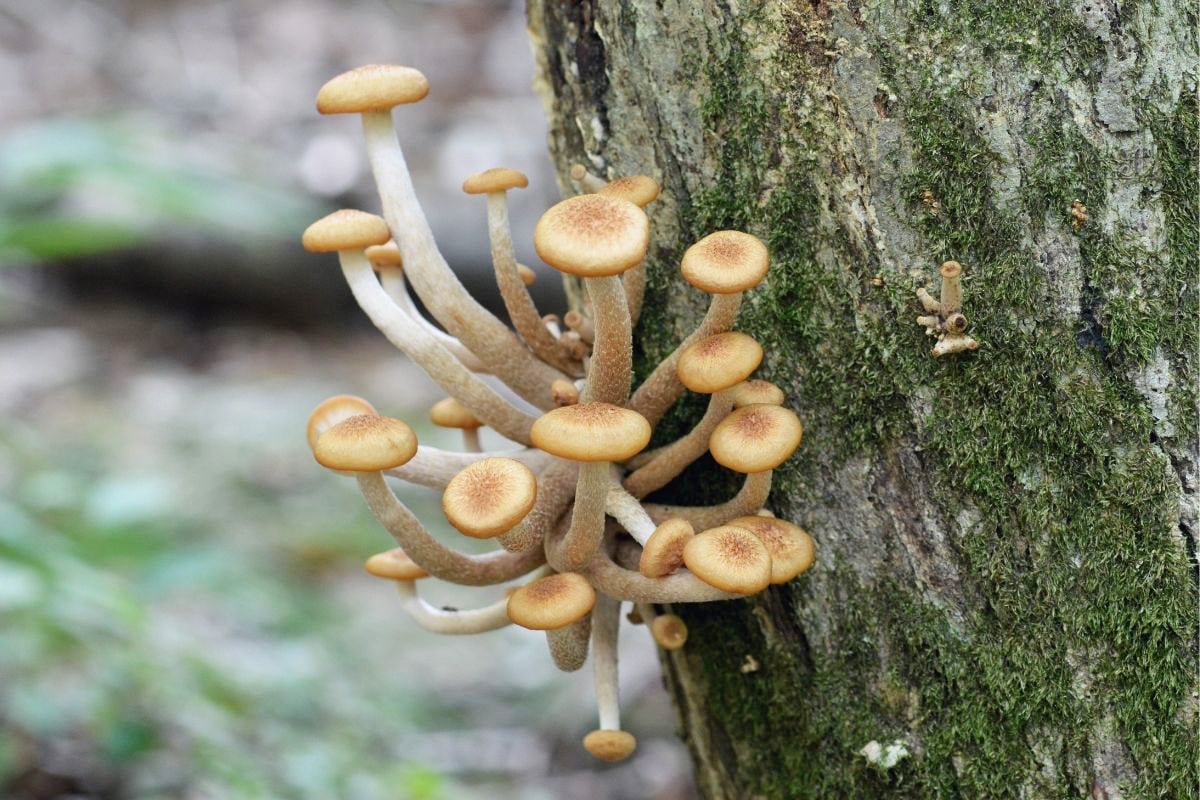 Honiggelber Hallimasch - Armillaria mellea