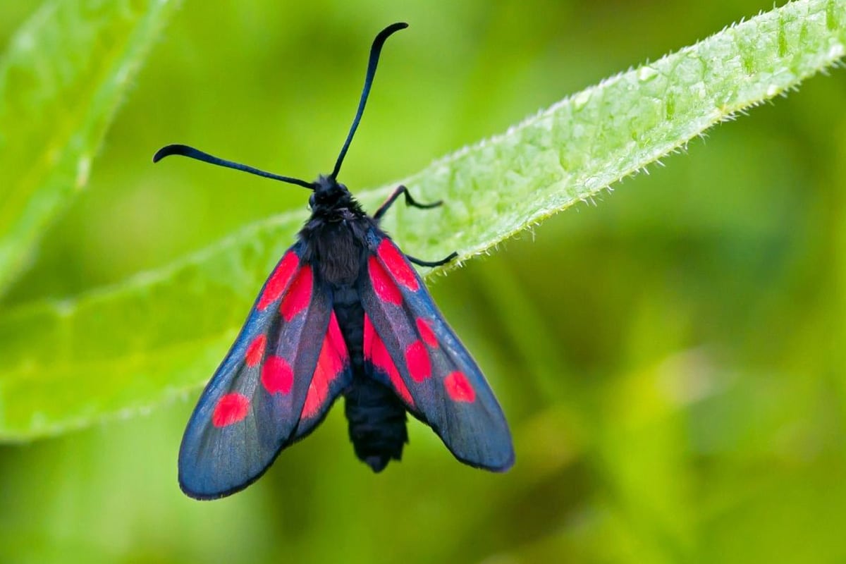 Hornklöe-Widderchen - Zygaena lonicerae