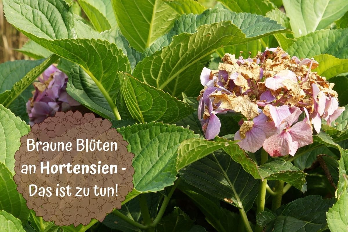 Hortensienblüten werden braun