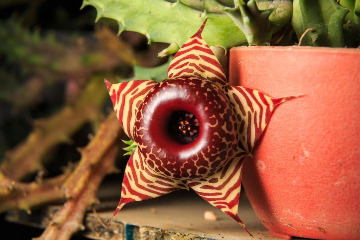 Sukkulenten-Arten - Huernia zebrina