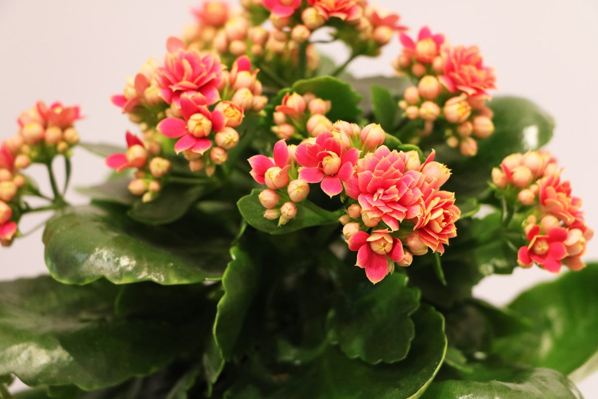 Kalanchoe - Flammendes Käthchen