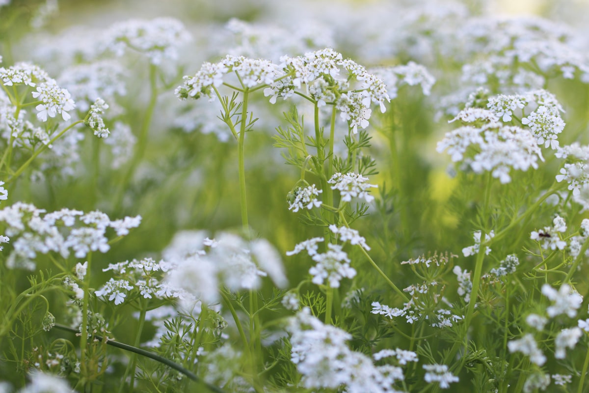 Kerbel - Anthriscus cerefolium