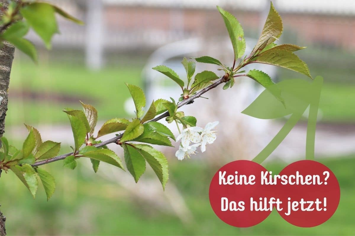 Kirschbaum trägt keine Früchte