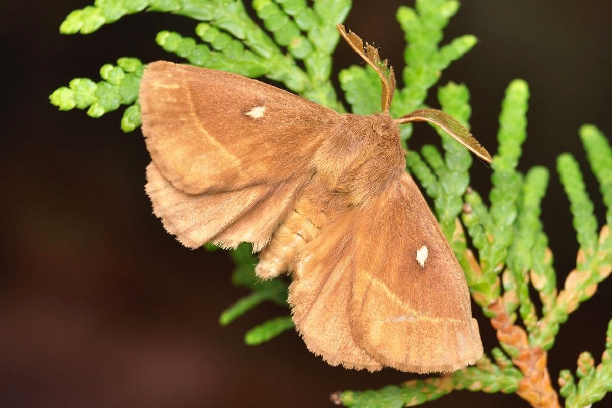 Kleespinner - Lasiocampa trifolii