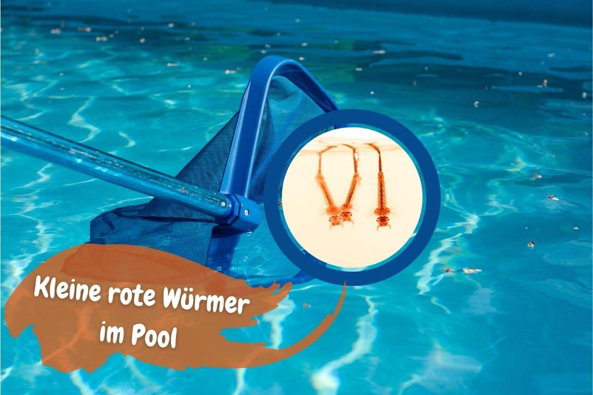 Kleine rote Würmer im Pool