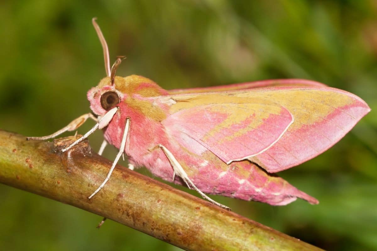 Kleiner Weinschwärmer - Deilephila porcellus