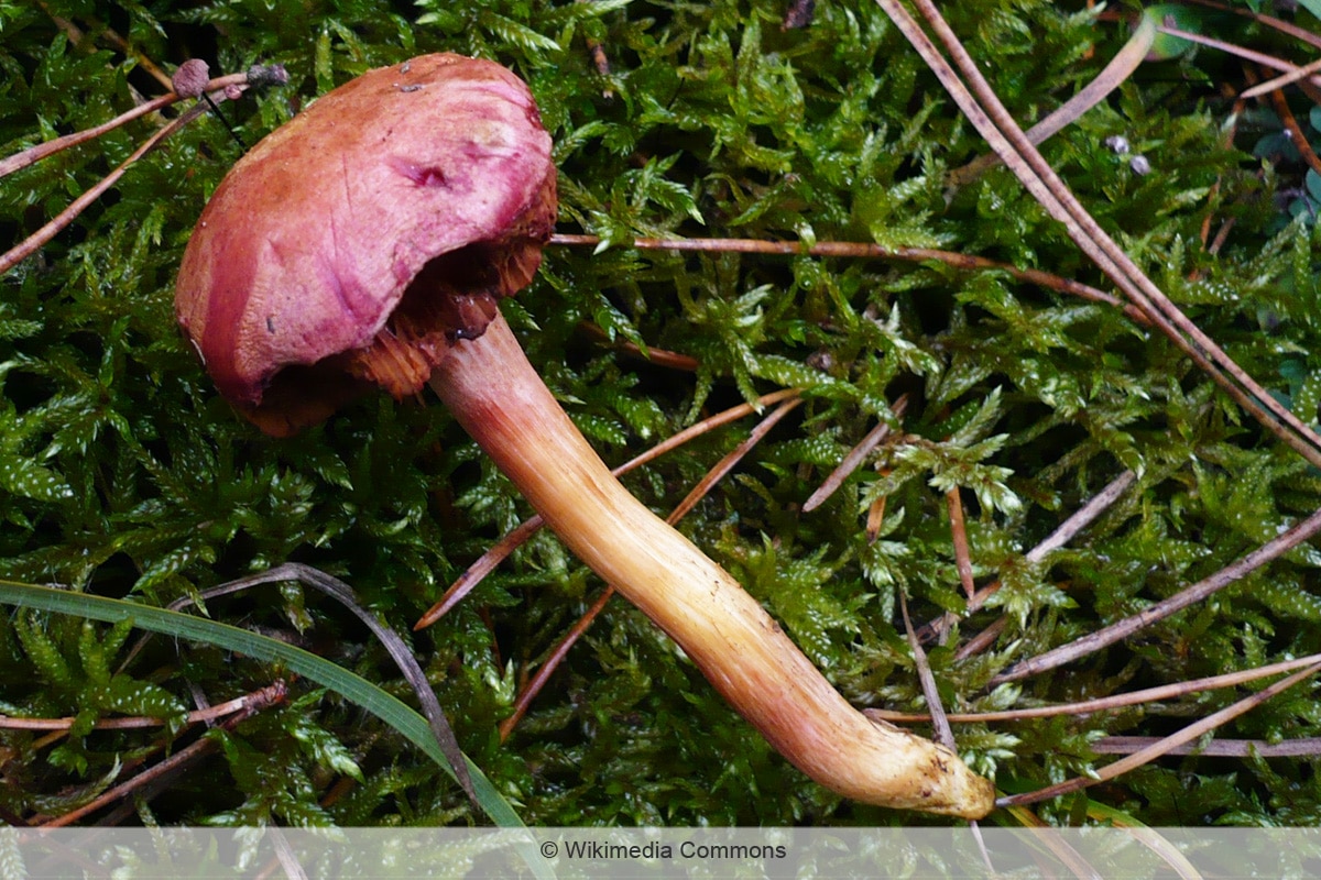 Kleinster Zwergröhrling - Chalciporus pseudorubinus