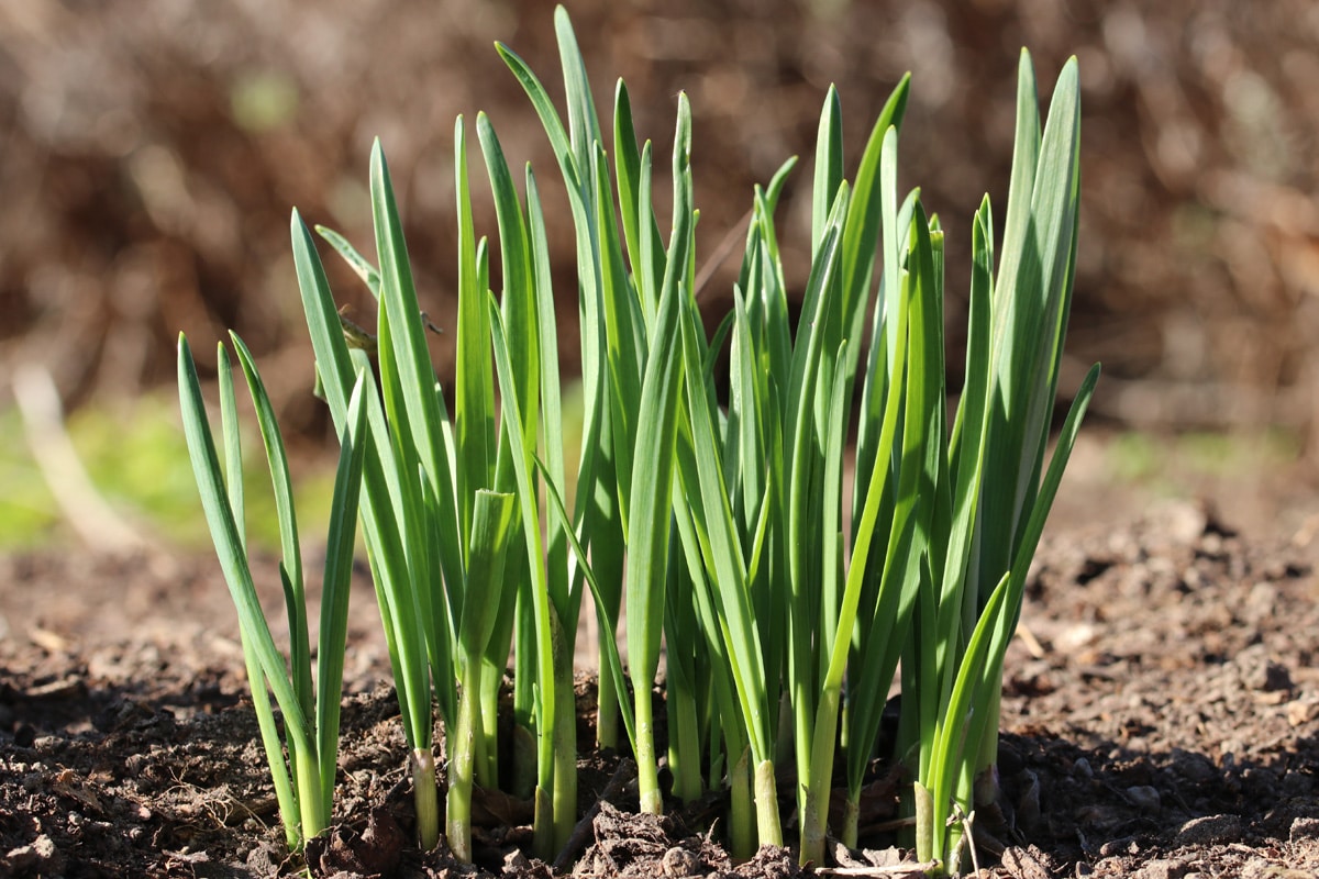 Knoblauch (Allium sativum)