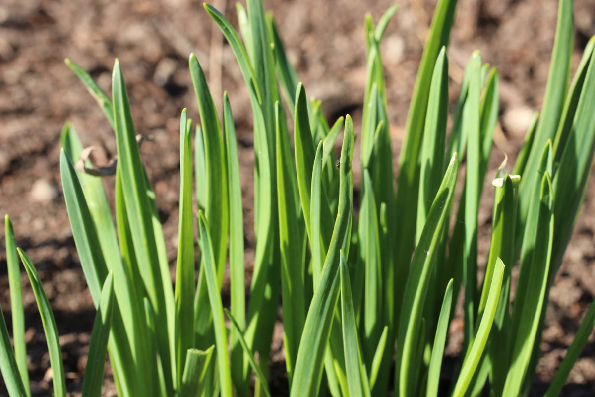 Petersilie Nachbarn - Knoblauch - Allium sativum