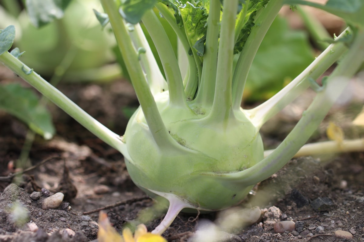 Kohlrabi (Brassica oleracea var. gongylodes)