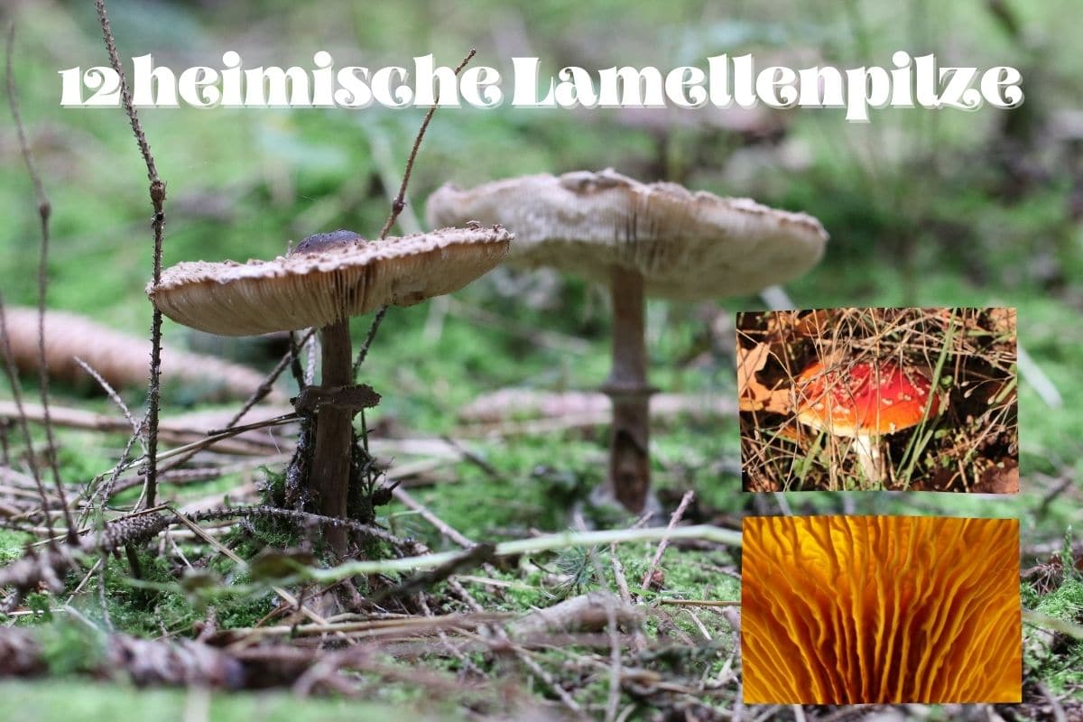 Lamellenpilze