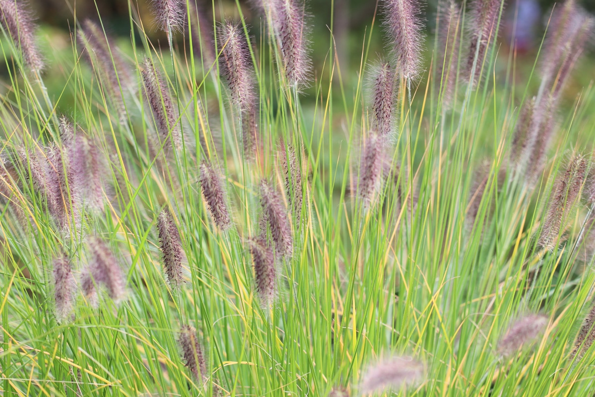 Lampenputzergras - Pennisetum alopecuroides