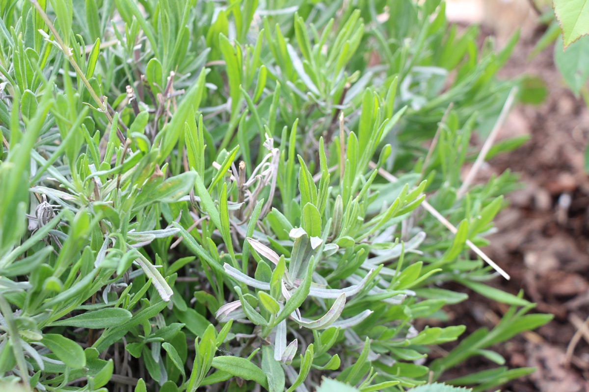 Gute Nachbarn für Salbei - Lavendel