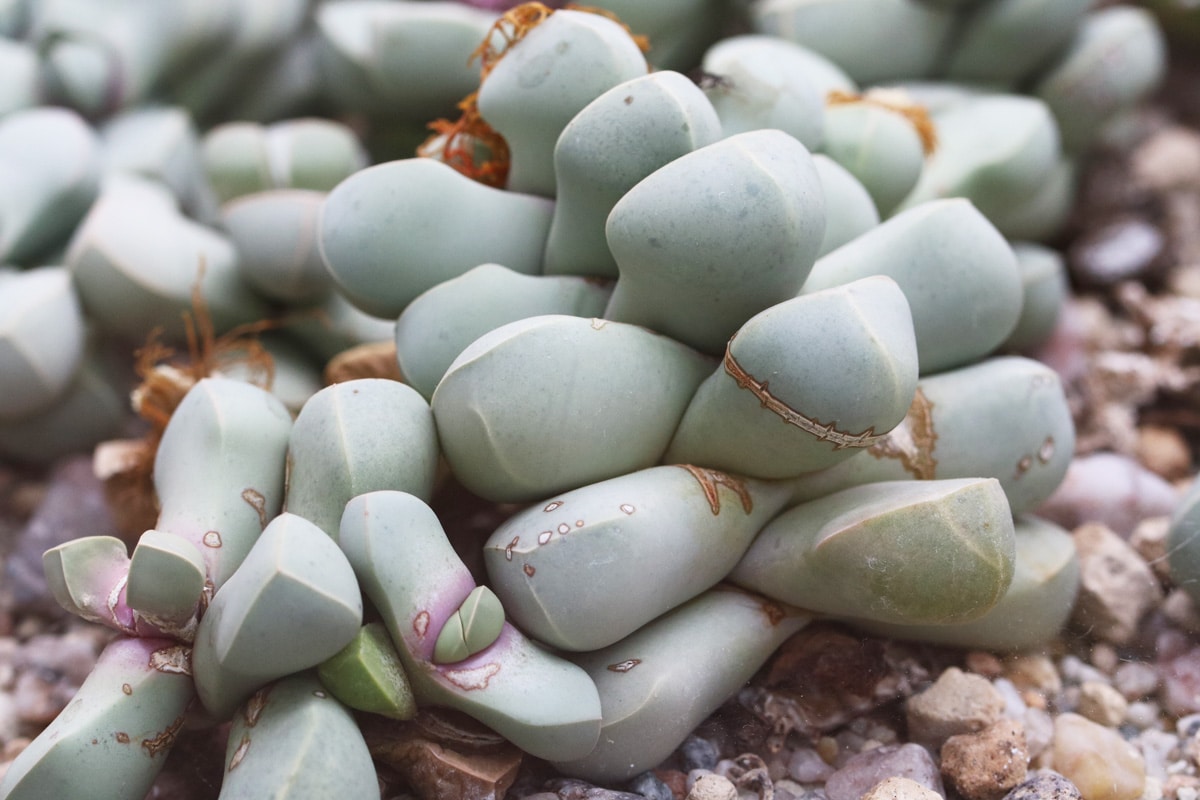 Sukkulenten-Arten - Lithops - Lebende Steine