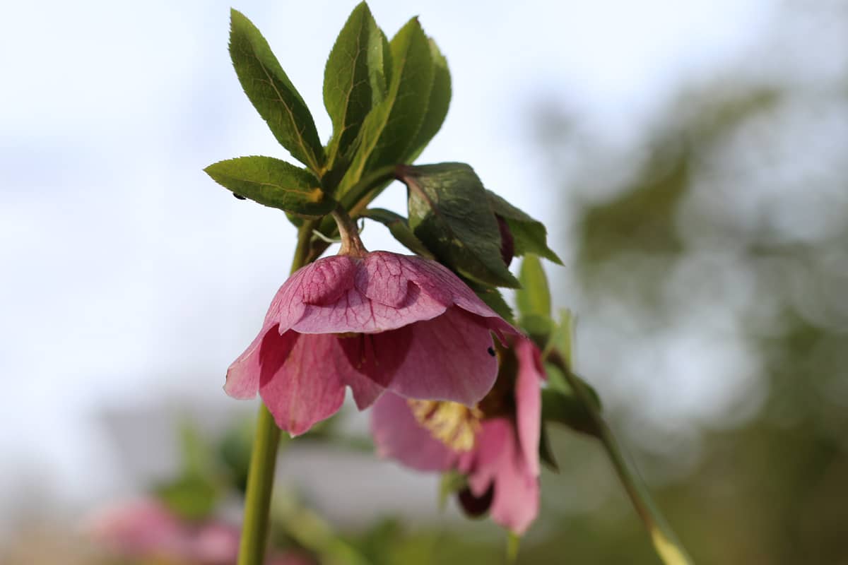 Balkonblumen für Herbst und Winter - Lenzrose