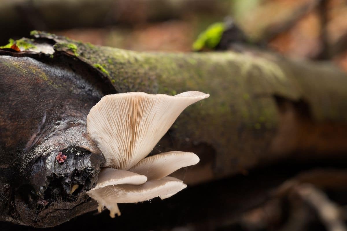 Lungenseitling - Pleurotus pulmonarius