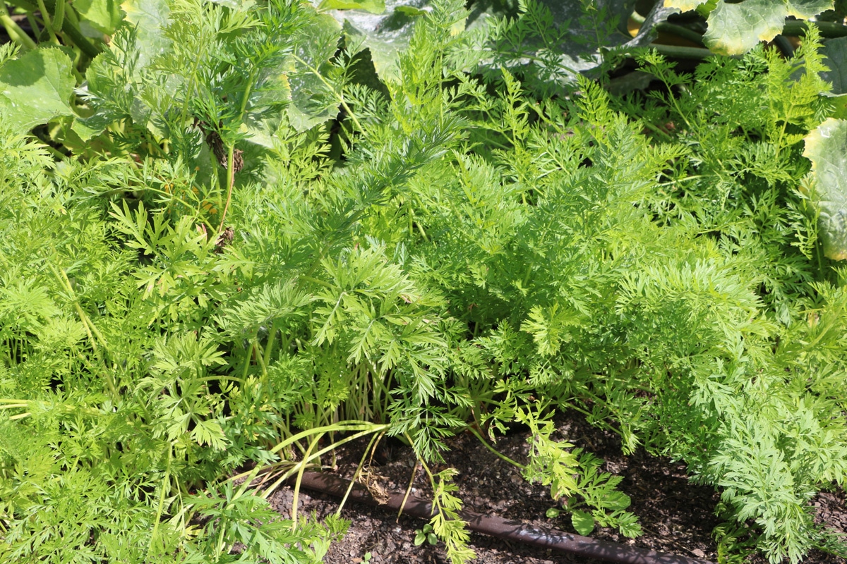 Tomaten-Mischkultur - Möhre (Daucus carota)