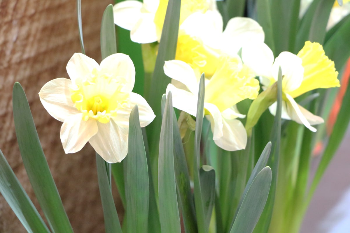 Balkonblumen für Herbst und Winter - Narzissen