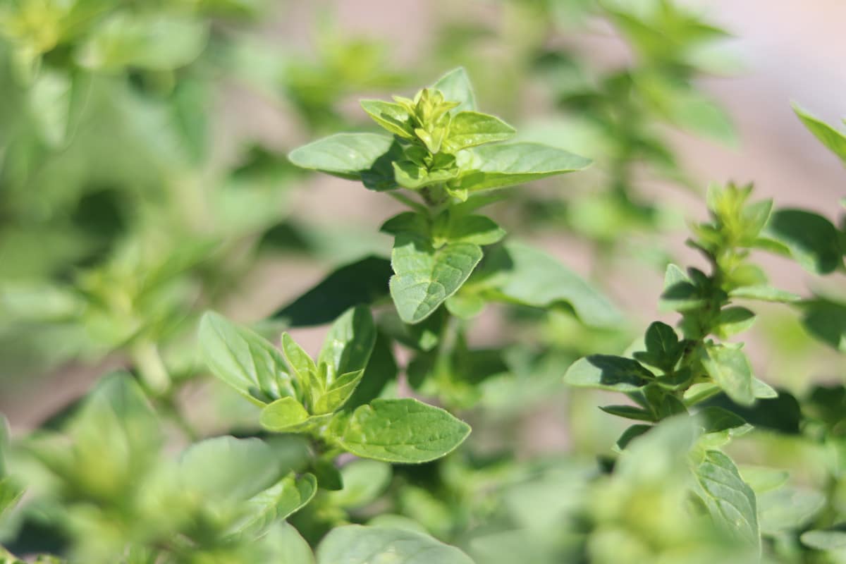 Oregano - Origanum vulgare