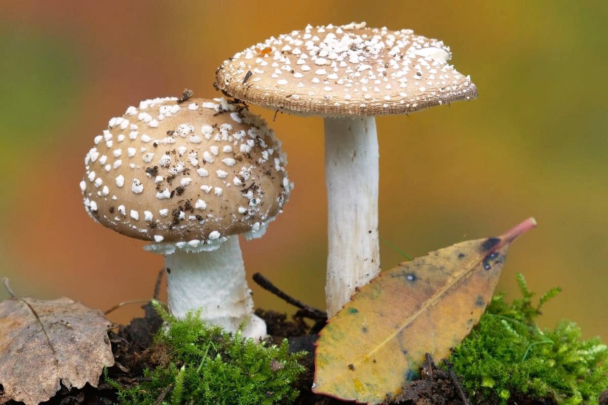 Pantherpilz - Amanita pantherina