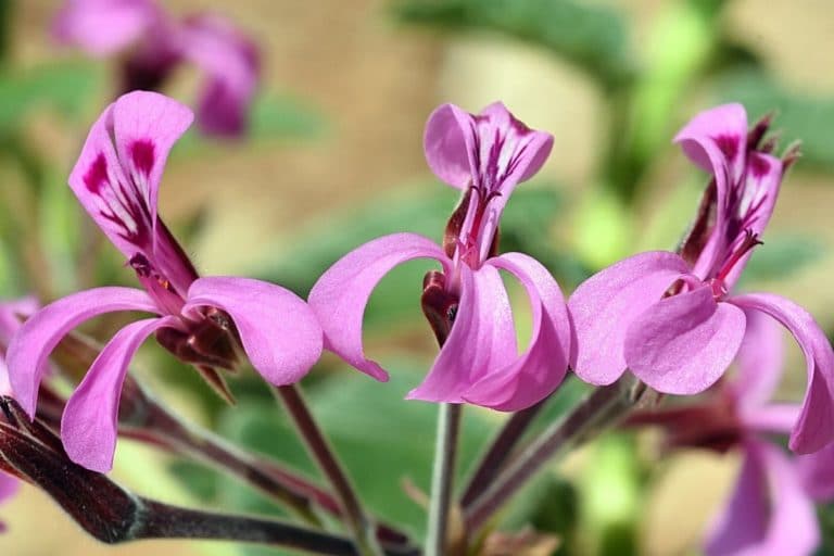 30 SukkulentenArten von AZ Repräsentative Arten Gartenrat.de