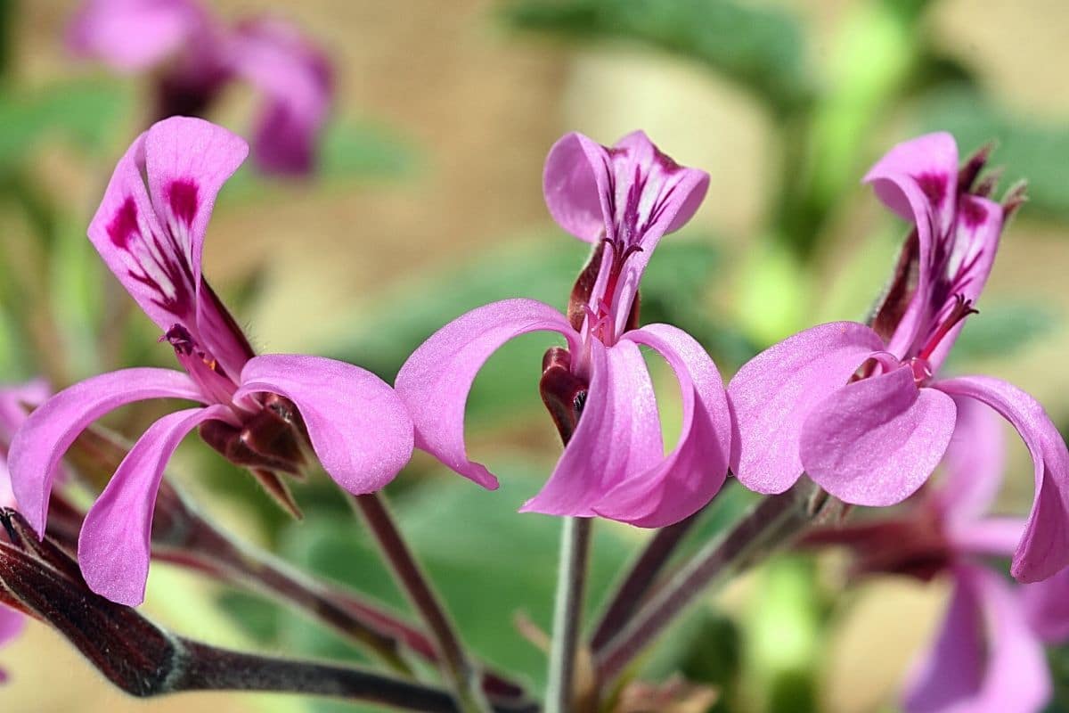 Sukkulenten-Arten - Pelargonim luridum