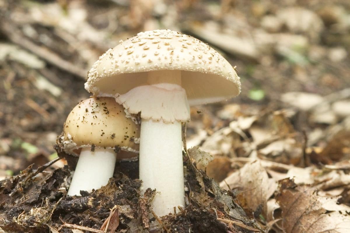 Perlpilz - Amanita rubescens